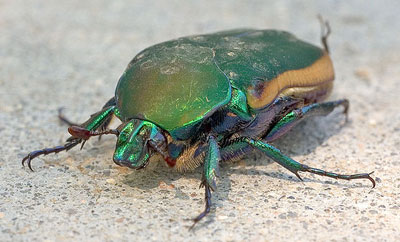 A June beetle