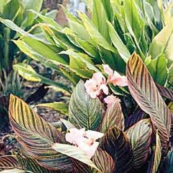 Pink flowered variegated canna from South Africa