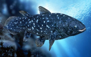 Coelacanth, a fleshy-finned fish