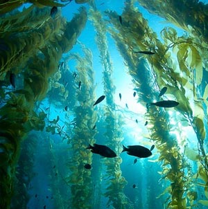 Kelp forest, sunlight filters through towering stands of giant kelp, underwater. Catalina Island, California, USA
