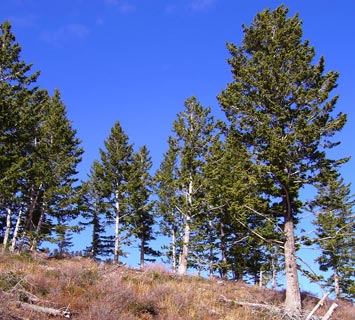 Conifer trees such these in Utah's Wasatch Range dominate many of Earth's temperate forests