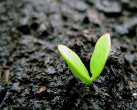 Dicot plants have two seed leaves or cotyledons
