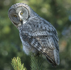 The great gray owl