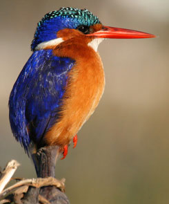A malachite kingfisher