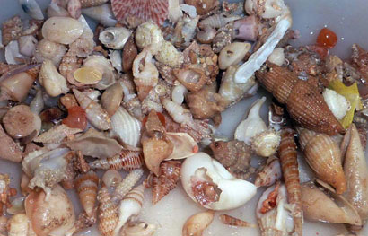Samples of molluscs