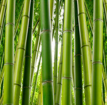 Bamboo a type of monocot plant