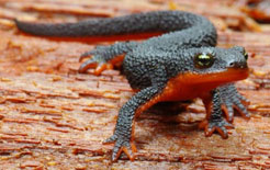 A rough-skinned newt