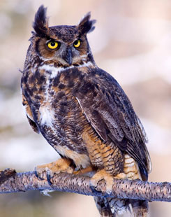 The great horned owl