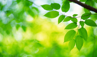 Plants convert sunlight into energy through photosynthesis
