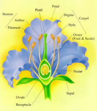 A side profile of all the parts of a plant