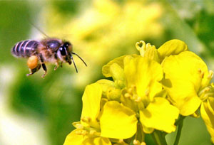 A bee polinating a plant