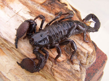 The African emperor scorpion