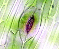 View of a stomata of a hornwort