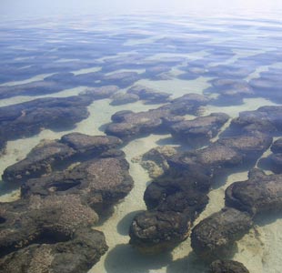 Stromatolites in Hamelin Pools, Shark Bay, Western Australia. Stromatolites formed from layers of blue-green algae and are the world's oldest fossils