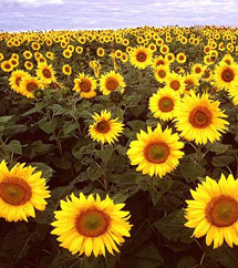 Sunflower is a flowering plant