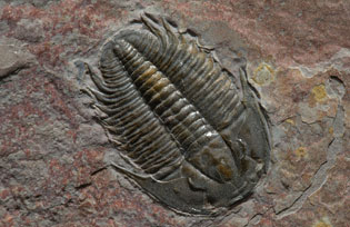 A fossilised trilobite