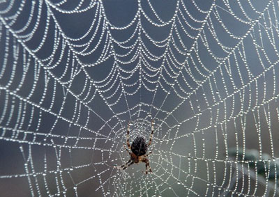 A spider web made from silk