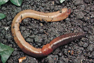 An Earthworm