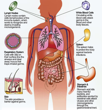 The human body has several lines of defense against infection, which work to prevent germs from invading the body or to destroy them once they find their way in