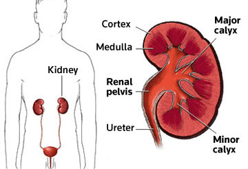 Kidneys - Human Body - Find Fun Facts