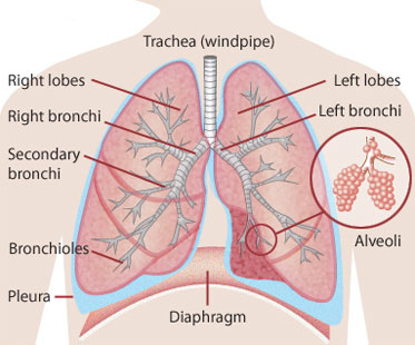 Lungs - Human Body - Find Fun Facts