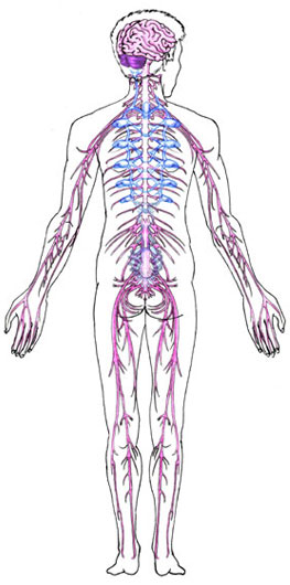 Nervous System - Human Body - Find Fun Facts