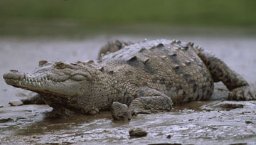The American crocodile