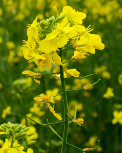Black Mustard is a flowering plant