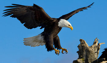 An eagle