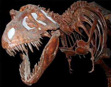 Fossil of a Tyranausaurus Rex at the Royal Tyrell Museum, Alberta, Canada