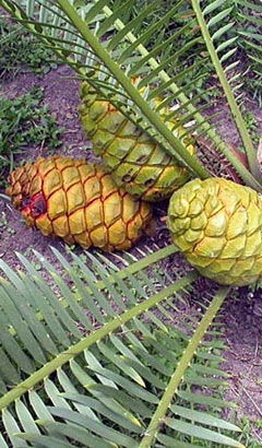 Flowering gymnosperm plants