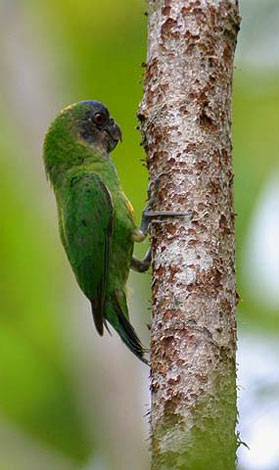 A geelvink pygmy parrot climbing on a tree-trunk
