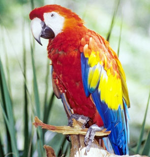 A scarlet macaw parrot bird