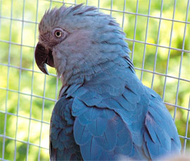 A spixs macaw