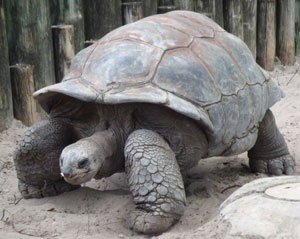 The galapagos tortoise or galapagos giant tortoise is the largest living species of tortoise