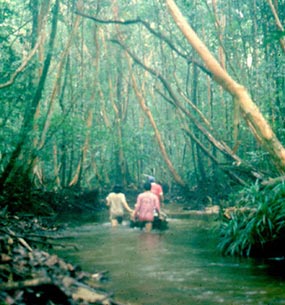 Peat swamps of Borneo
