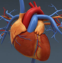 Heart - Human Body - Find Fun Facts
