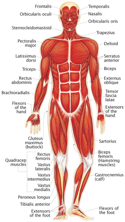 Muscular System Human Body Find Fun Facts