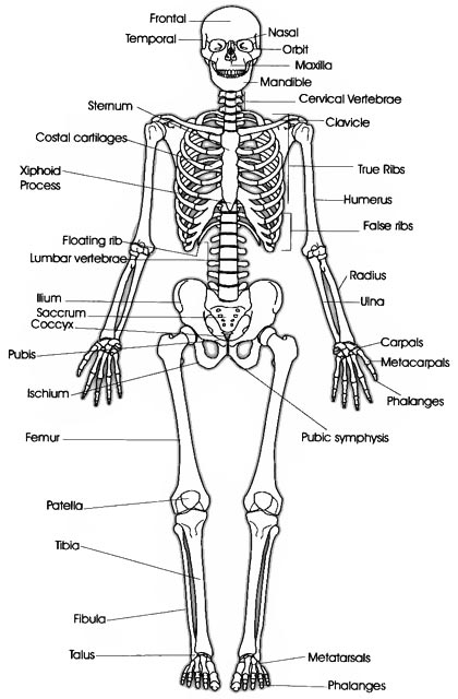 skeletal system draw