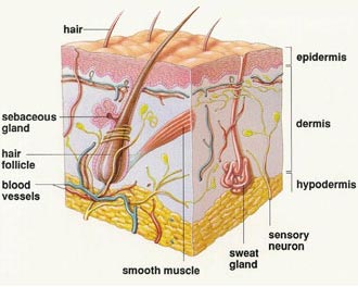 The different layers of human skin