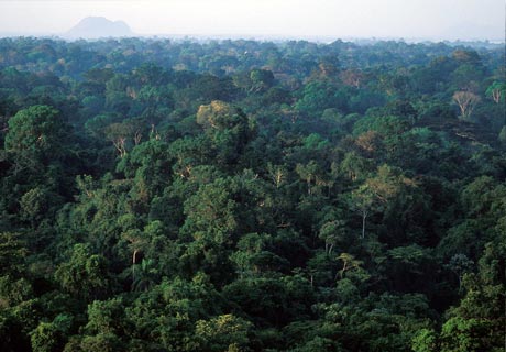 The unbroken forest of the Central Suriname Nature Reserve