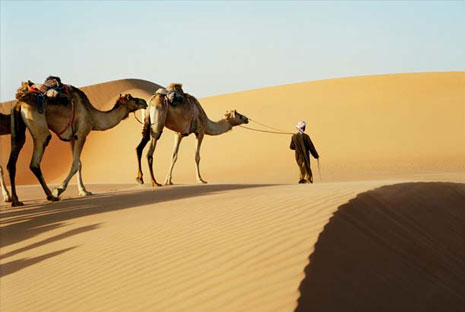 A man wandering great distances with his camels in the desert of Abu Dhabi